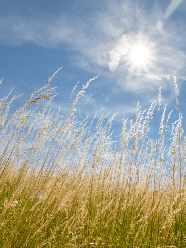 Sommer